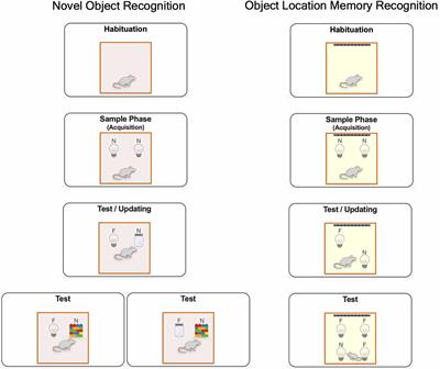 Dopamine activity on the perceptual salience for recognition memory